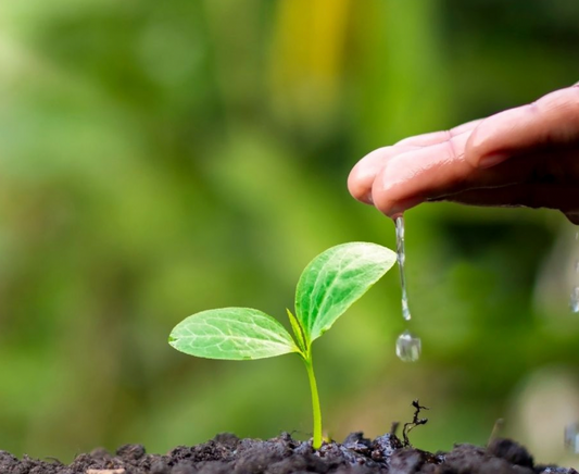 Back to the Earth: Why Choose a Natural Burial?